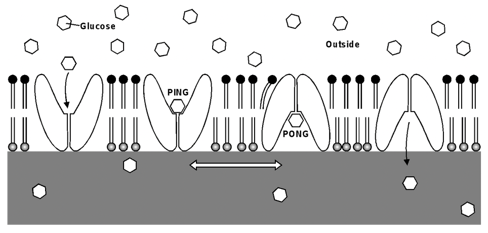 Cell Membrane